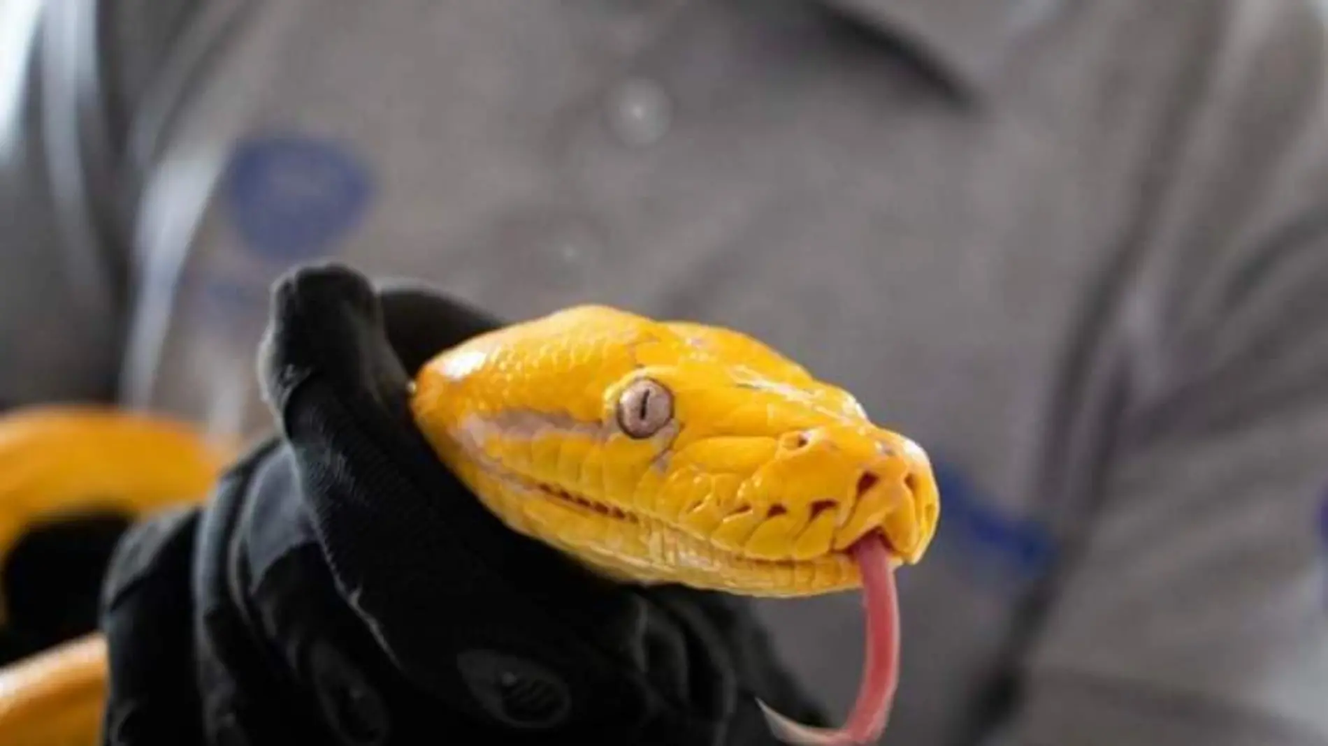 Serpente 2